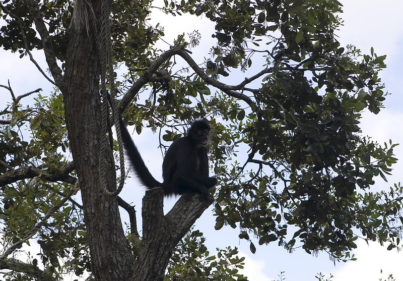 a monkey sat in a tree